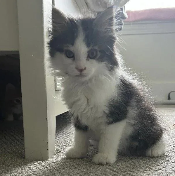 A baby medium-sized female White Domestic Long Hair cat named Millie for adoption in Davison, MI