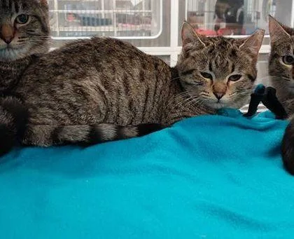 A baby medium-sized male Domestic Short Hair cat named Turkey for adoption in Atlanta, GA