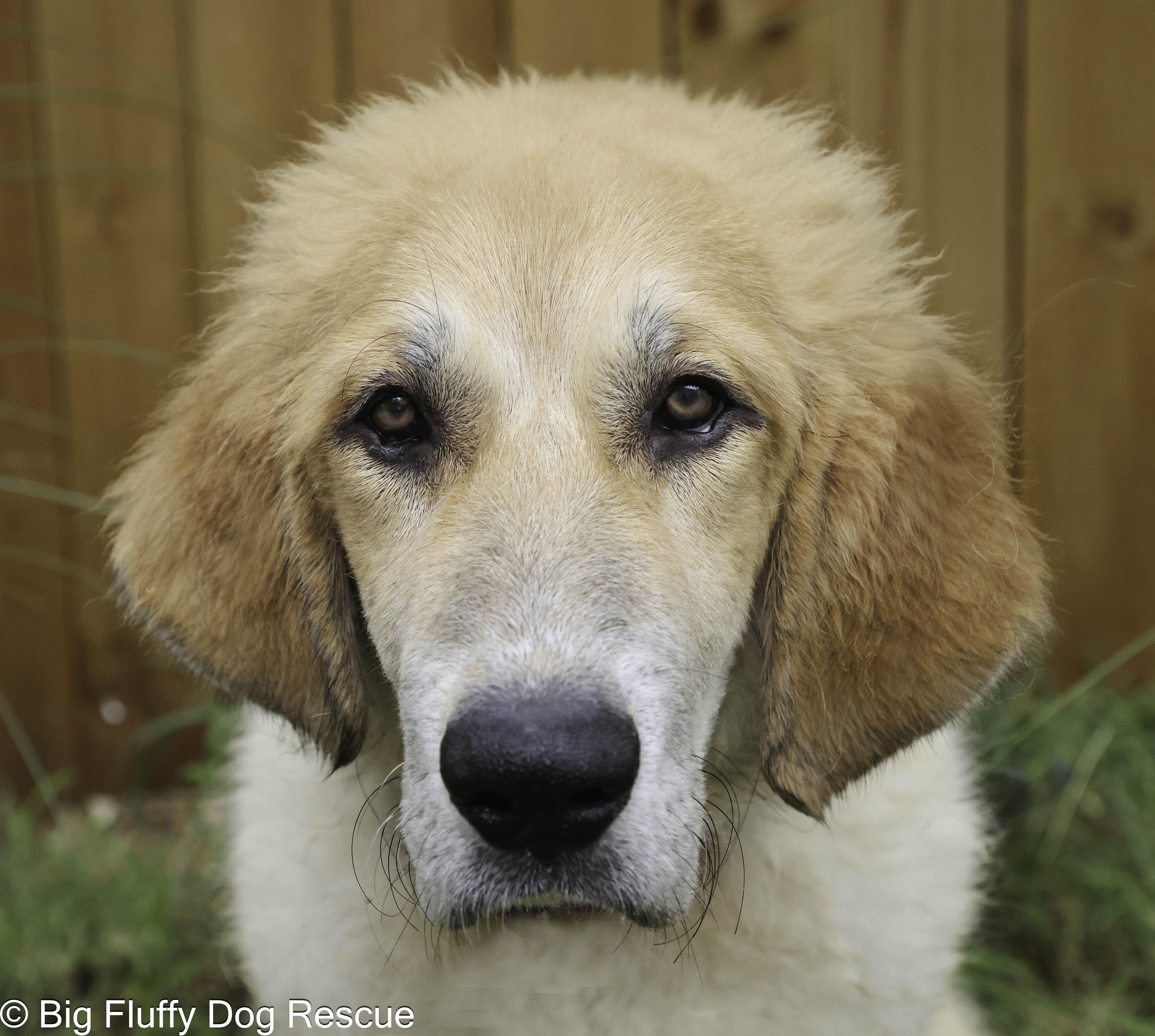 A baby large-sized male Apricot / Beige Great Pyrenees dog named Tex for adoption in Nashville, TN
