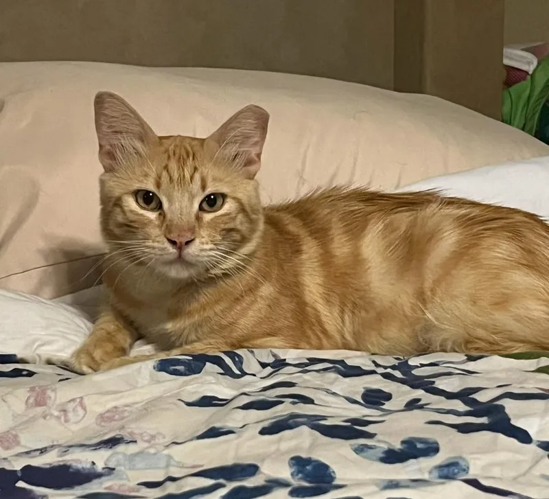 Marmalade