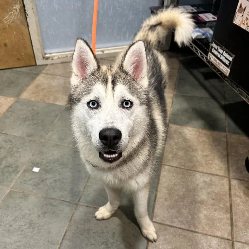 An adult medium-sized male Sable Mixed Breed dog named Tundra for adoption in Chattanooga, TN