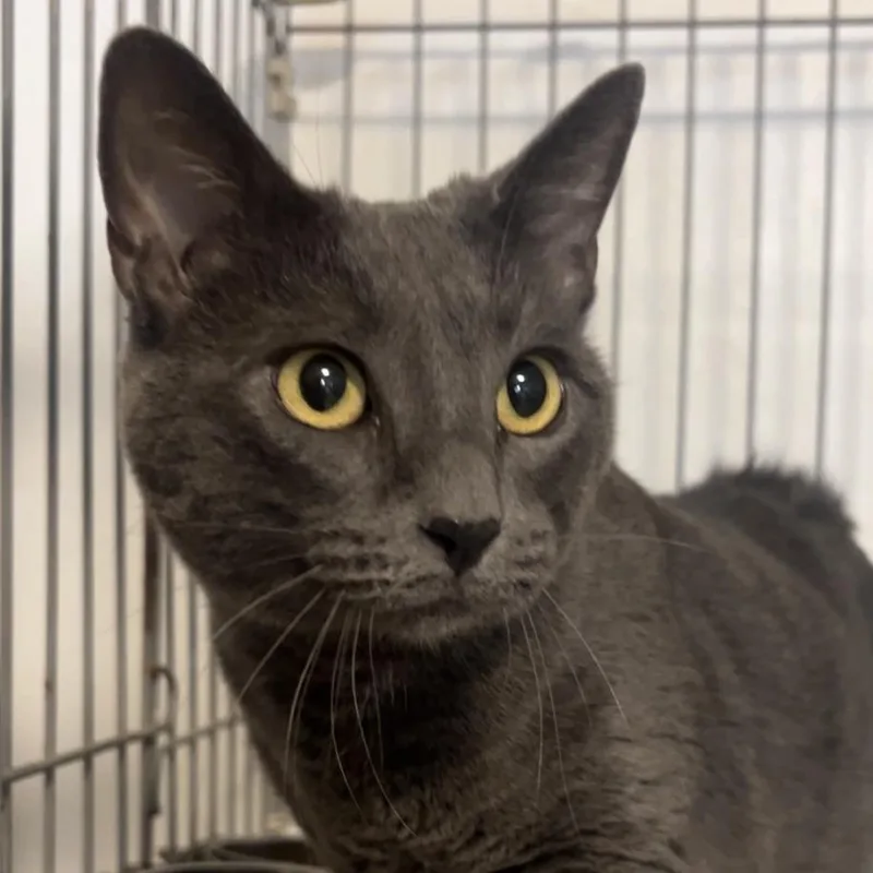 An adult large-sized female Gray / Blue / Silver Domestic Short Hair cat named Minx for adoption in Wiggins, MS