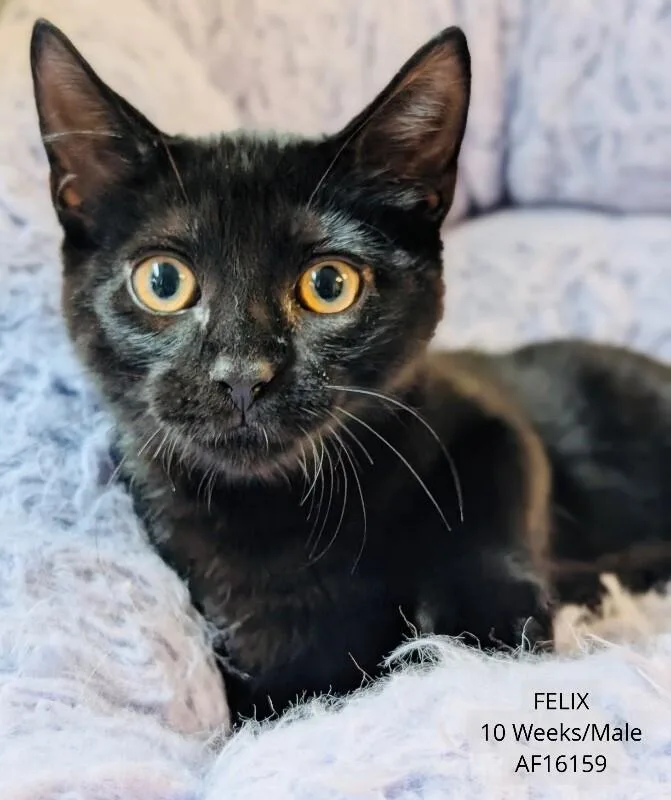 A young medium-sized male Black Domestic Short Hair cat named Felix for adoption in Supply, NC