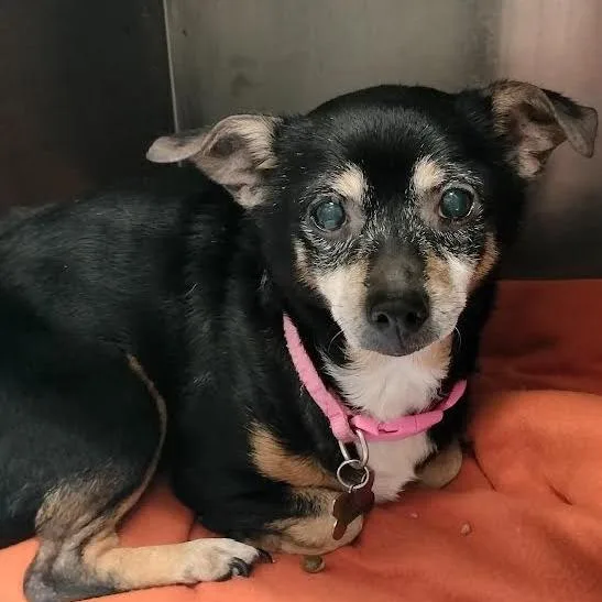 A senior small-sized female Black Chihuahua dog named Lil Bit for adoption in Melbourne, KY