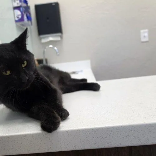 A baby medium-sized male Black Domestic Short Hair cat named Shadow Moon for adoption in Edmond, OK