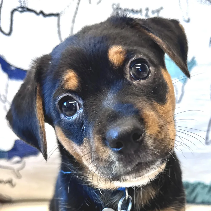 A baby medium-sized female Beagle dog named Pearl for adoption in Palatine, IL
