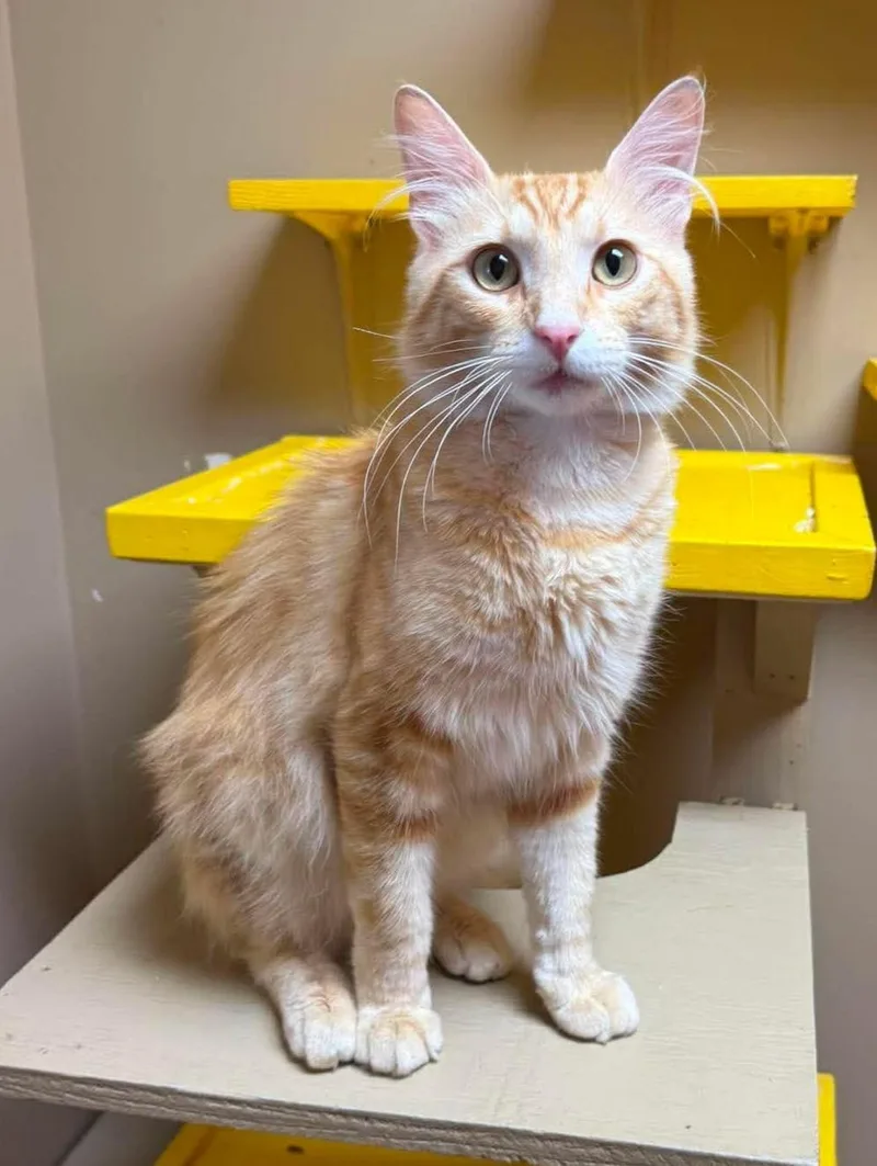 An adult medium-sized male Tabby (Orange / Red) Domestic Medium Hair cat named Waylon for adoption in Maryville, MO