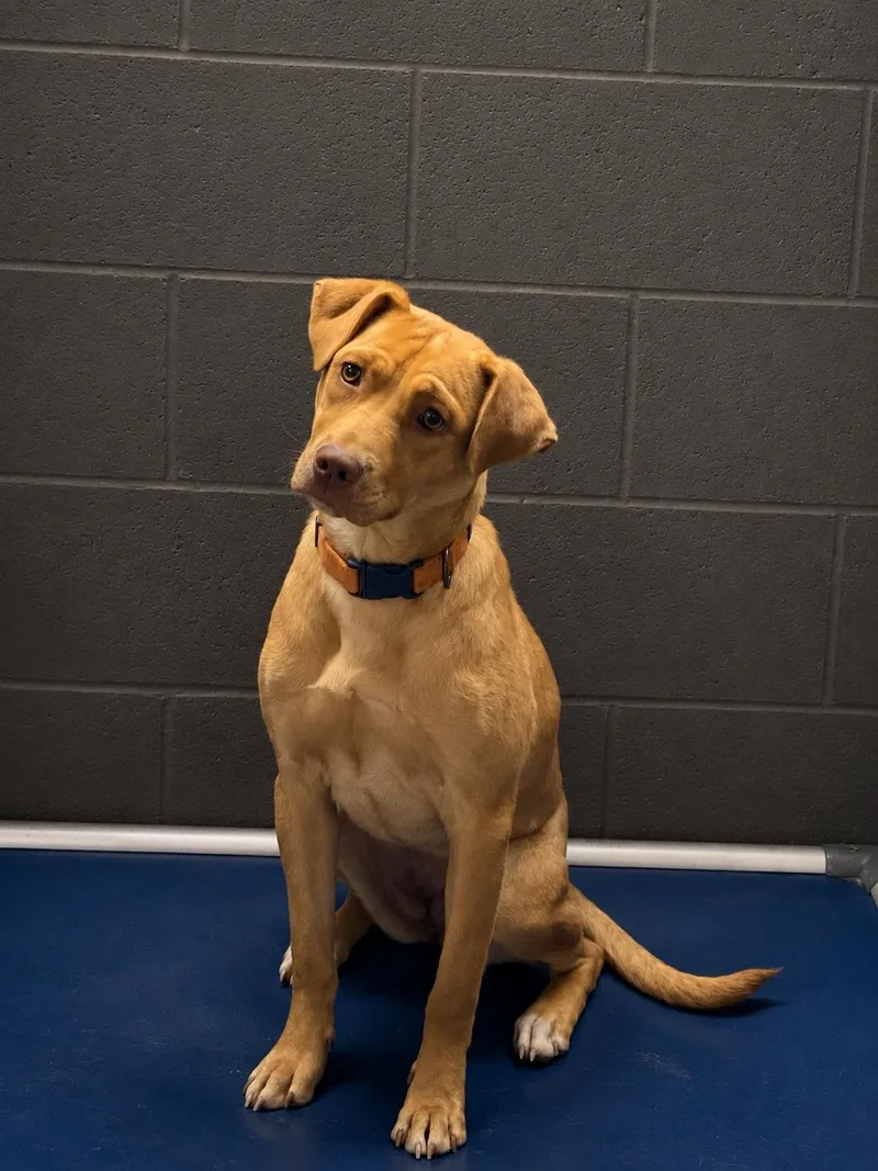 A young medium-sized female Yellow / Tan / Blond / Fawn Mixed Breed dog named Amelia Rose for adoption in Lacon, IL