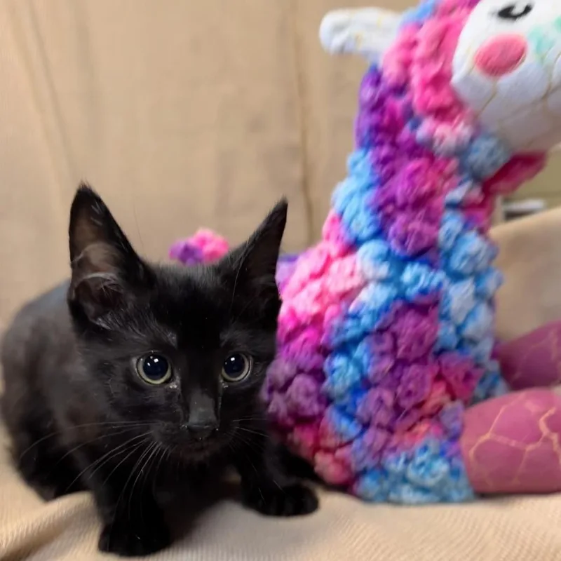 A baby small-sized female Black Domestic Short Hair cat named Soot for adoption in Columbus, NC