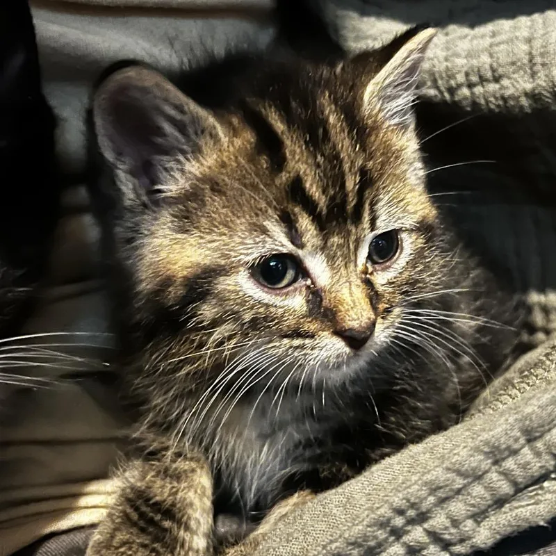 A baby small-sized male Brown / Chocolate Domestic Short Hair cat named Brick for adoption in Chattanooga, TN