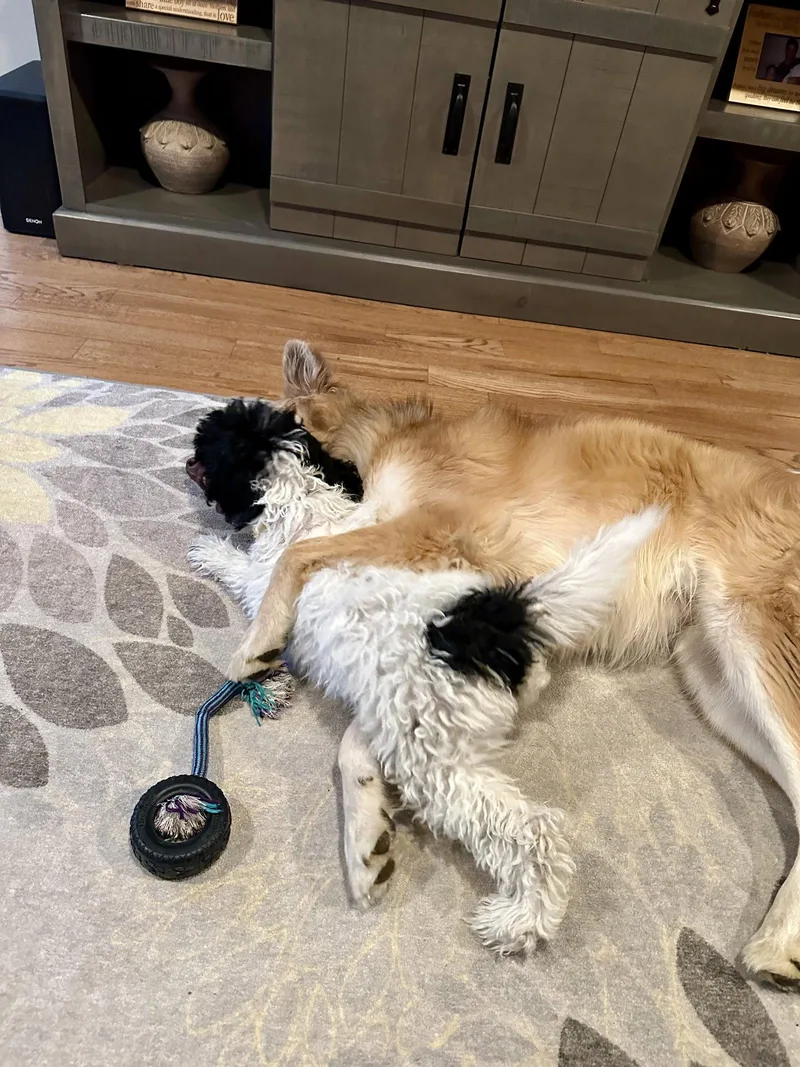 A baby medium-sized female Standard Poodle dog named Fiona Nj for adoption in Rockaway, NJ