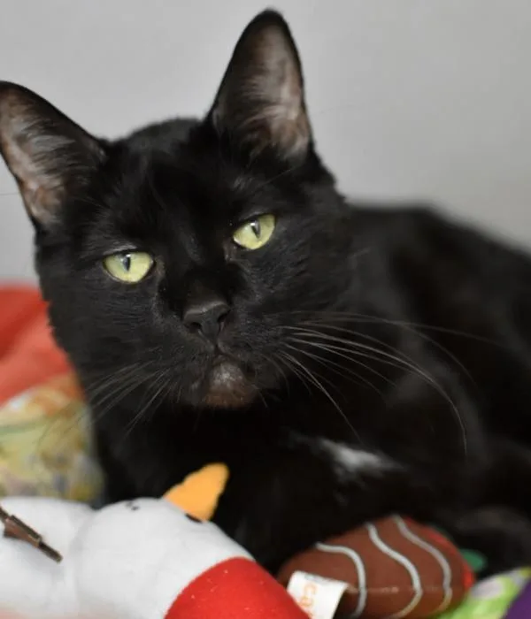An adult medium-sized male Black Domestic Short Hair cat named Saruman for adoption in Marietta, GA