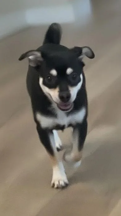 Sadie thumbnail 2