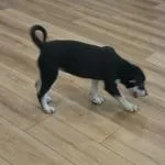 Sadie thumbnail 4