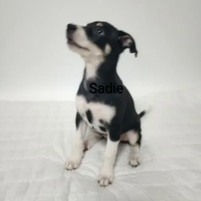 Sadie thumbnail 5