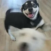Sadie thumbnail 6