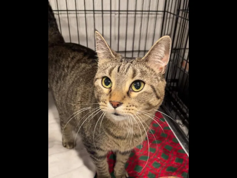 An adult medium-sized female Tabby (Brown / Chocolate) Domestic Short Hair cat named Emily for adoption in Dover, TN