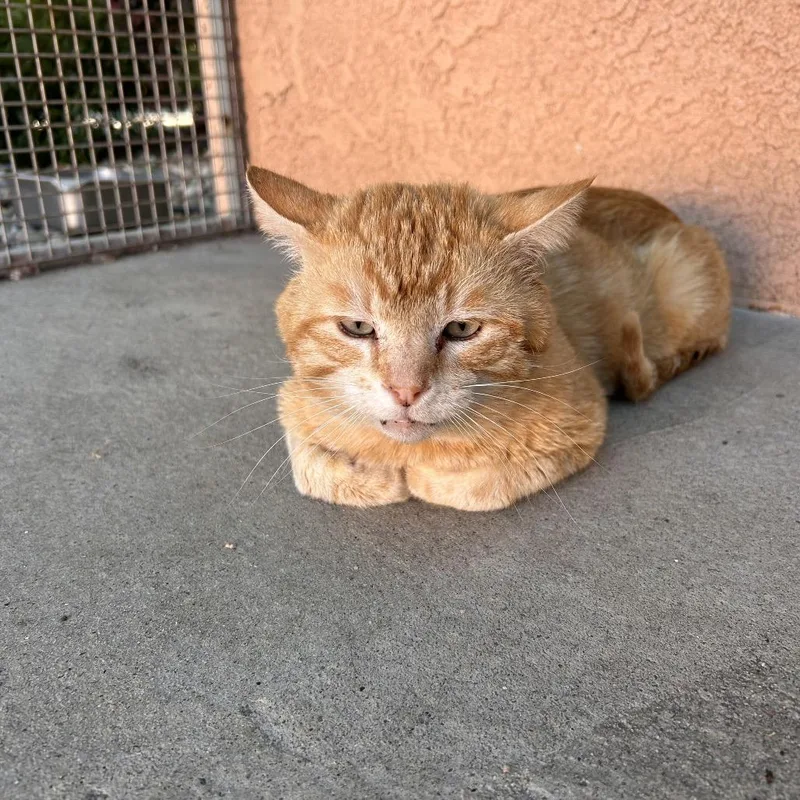 Nacho