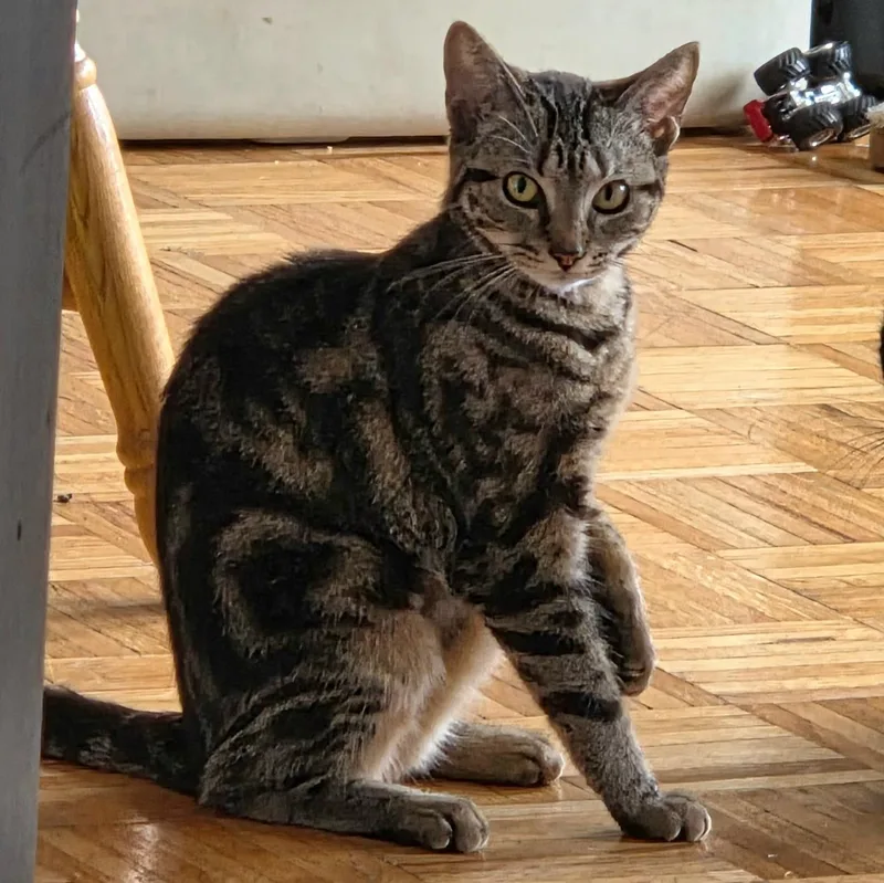 A young medium-sized female Tabby (Gray / Blue / Silver) Domestic Short Hair cat named Runtz for adoption in Mayfield, NY