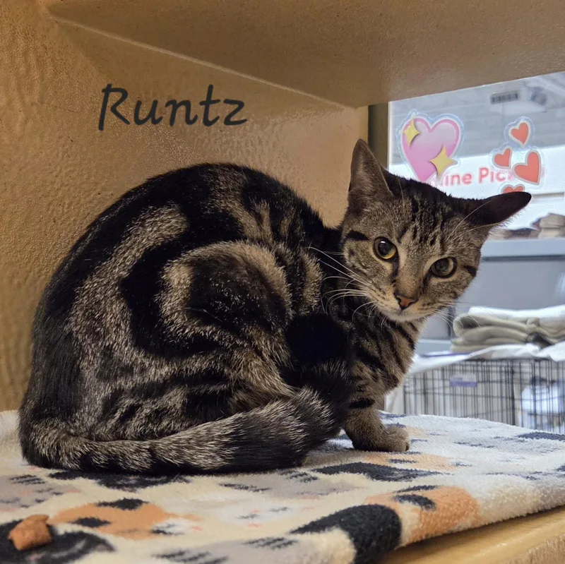 Runtz thumbnail 4