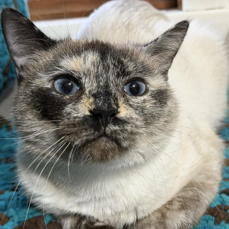 A baby medium-sized female Siamese cat named Justice for adoption in Rochester, NY