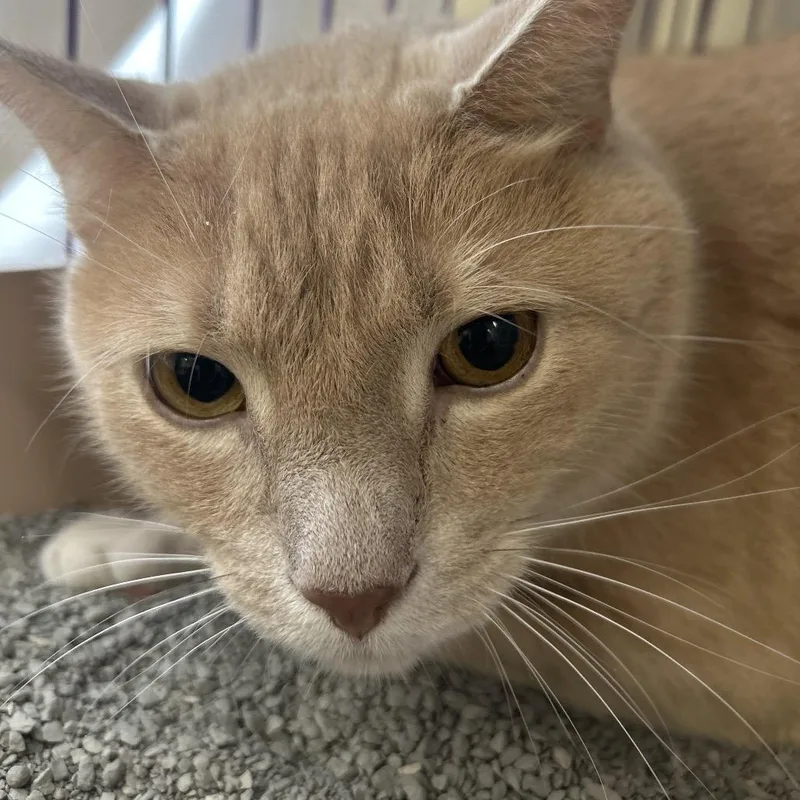 Rupert thumbnail 2