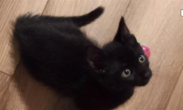 Eli