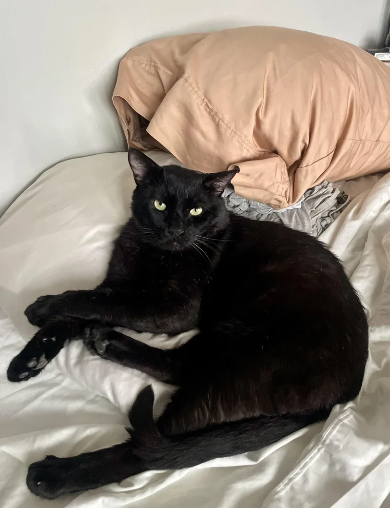 An adult medium-sized male Bombay cat named Jinx for adoption in New York, NY