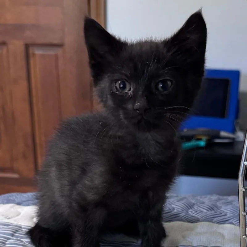 A baby small-sized female Black Domestic Short Hair cat named Bosenberry for adoption in Monroe, MI
