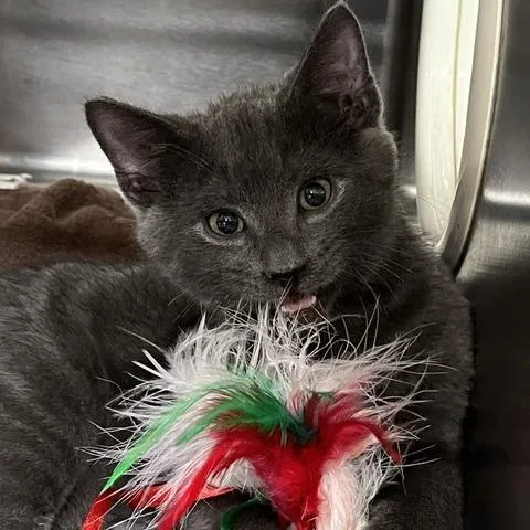 A baby small-sized male Gray / Blue / Silver Domestic Short Hair cat named Caterpillar for adoption in Baltimore, MD