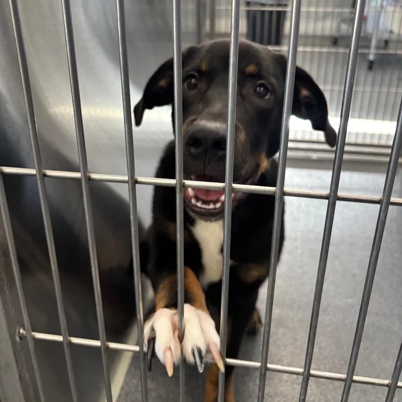 A young small-sized male Black Terrier dog named Durango for adoption in Montgomery, AL