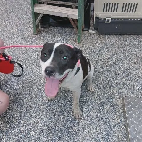 An adult medium-sized female Black Pit Bull Terrier dog named Macey for adoption in Dover, AR
