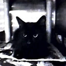 An adult medium-sized female Black Domestic Medium Hair cat named Sandy for adoption in Austin, TX