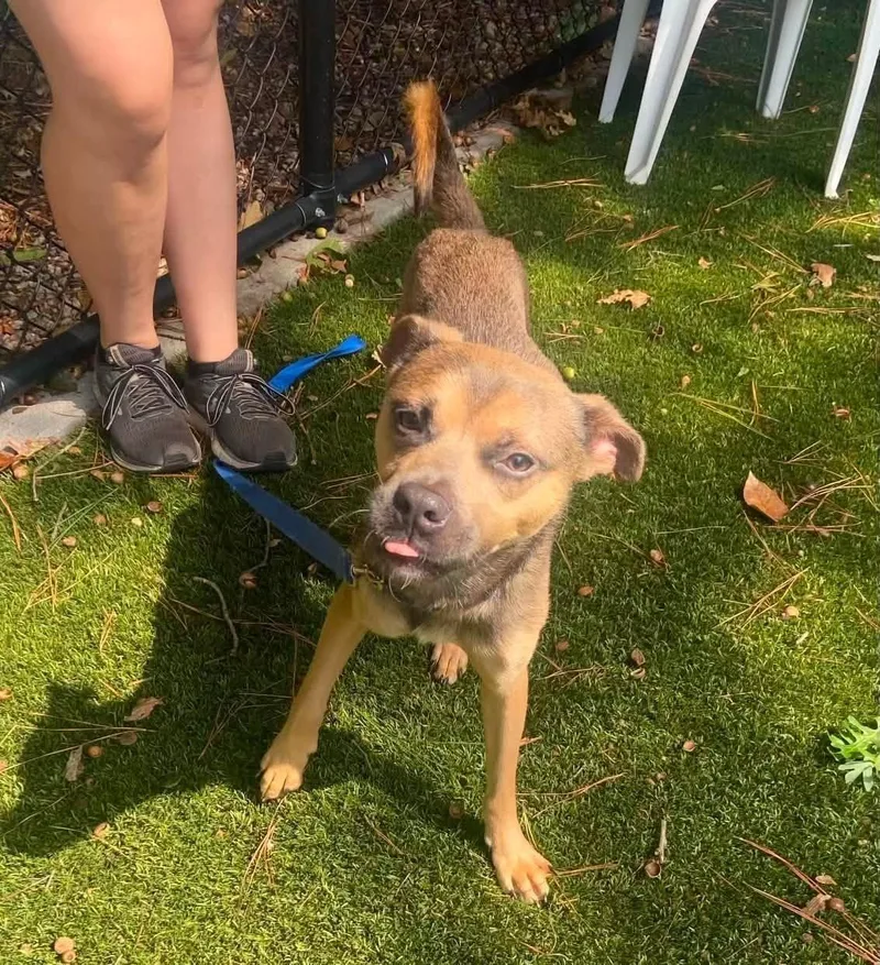 A young medium-sized male Yellow / Tan / Blond / Fawn Mixed Breed dog named Patrick Bateman for adoption in Raleigh, NC