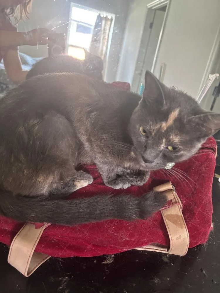 An adult medium-sized female Domestic Short Hair cat named Dolly Parton for adoption in Salisbury, NC
