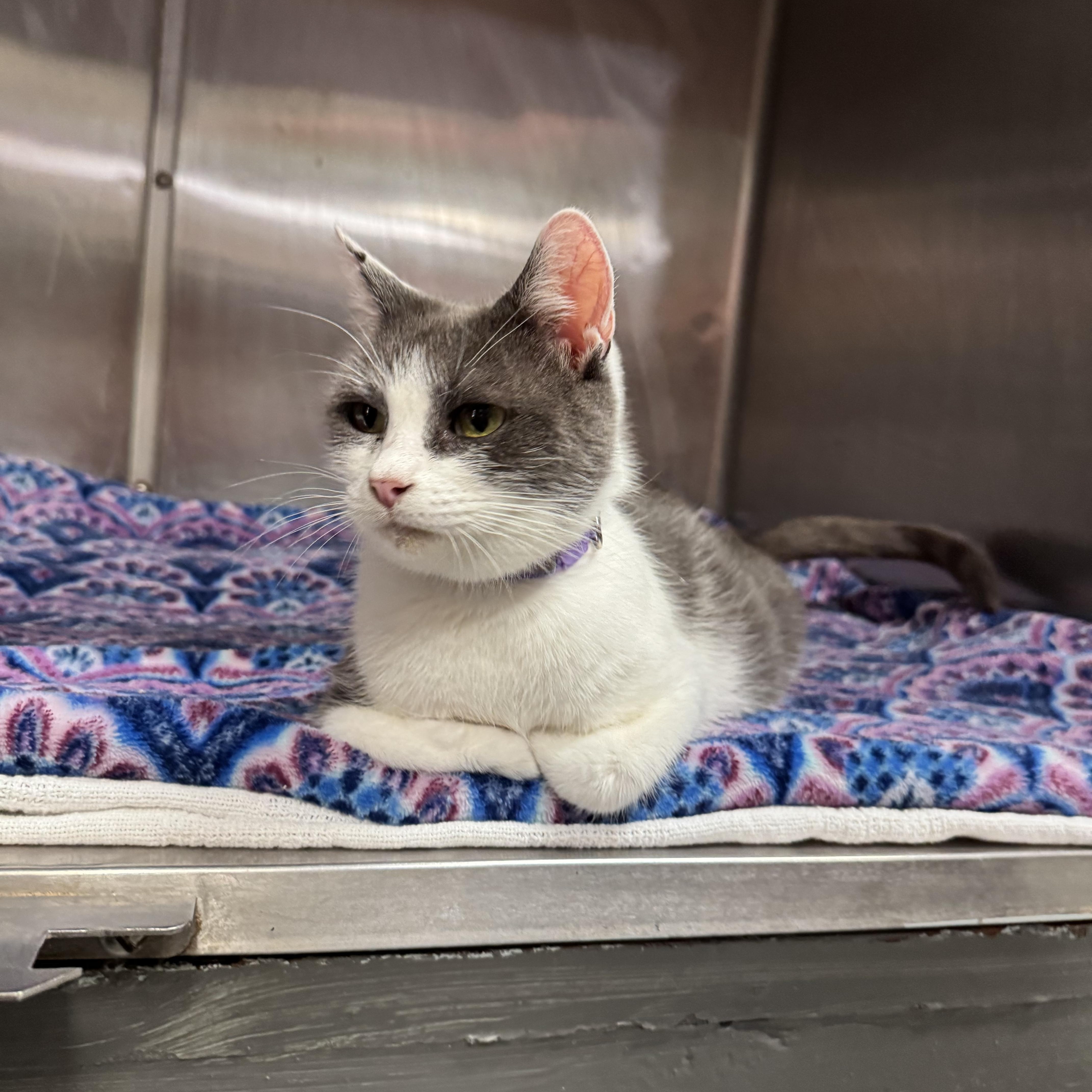 A young medium-sized female Gray & White Domestic Short Hair cat named Mama Noodle for adoption in Acworth, GA