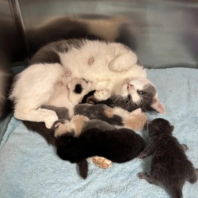 Mama Noodle thumbnail 2