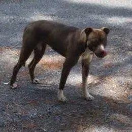 A young medium-sized female Brown / Chocolate Mixed Breed dog named strayJoyRoad"Mary" for adoption in Columbus, GA