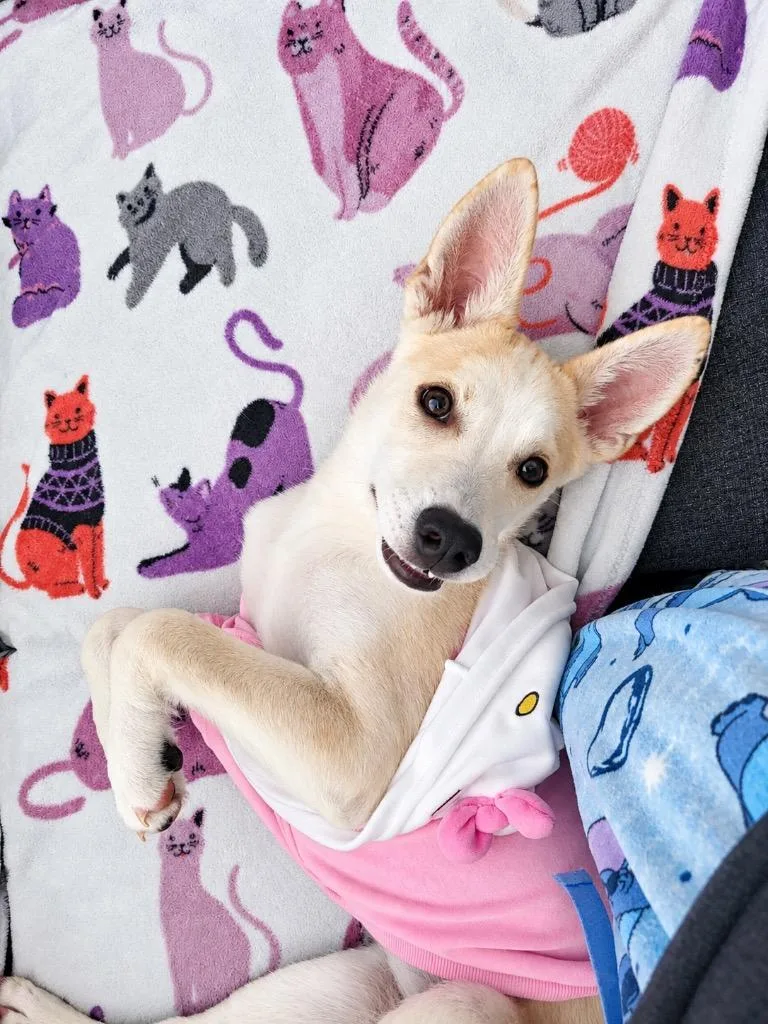A baby medium-sized female Husky dog named Zaina for adoption in Fort Lupton, CO