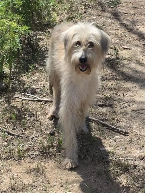 A young medium-sized female Sheep Dog dog named Melissa for adoption in Conroe, TX