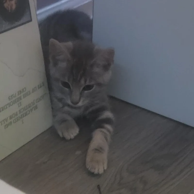 A baby small-sized male Gray / Blue / Silver Domestic Short Hair cat named Baby Spinach for adoption in Harrisonburg, VA