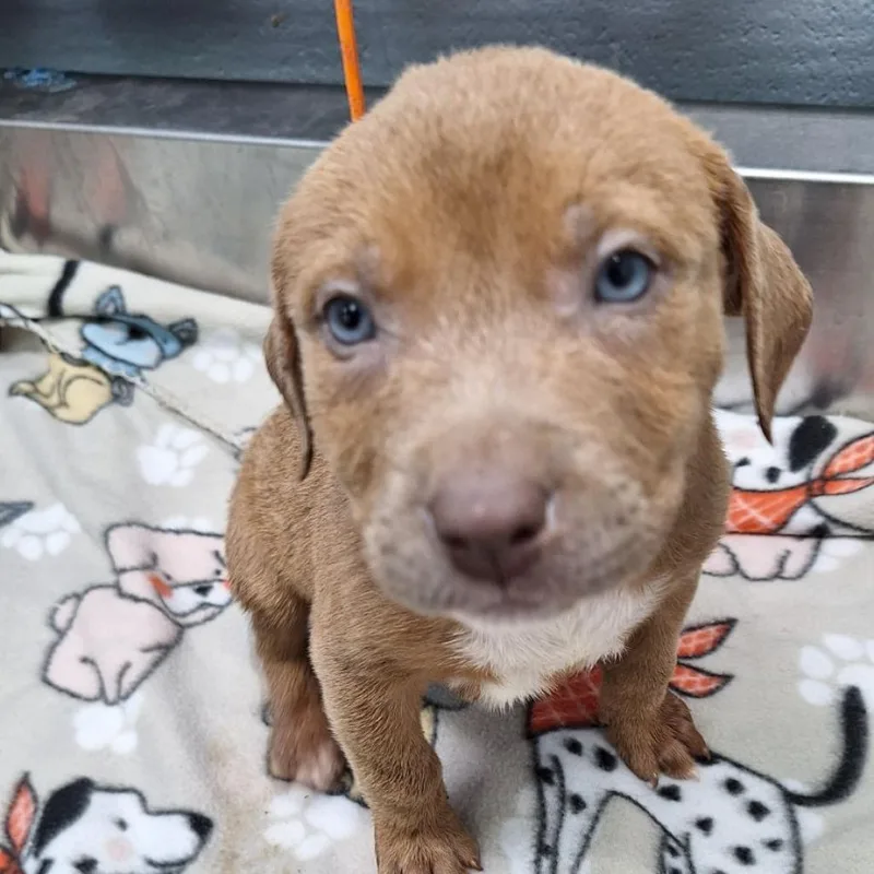 An adult large-sized male Yellow / Tan / Blond / Fawn Mixed Breed dog named Thatcher for adoption in Duncan, OK