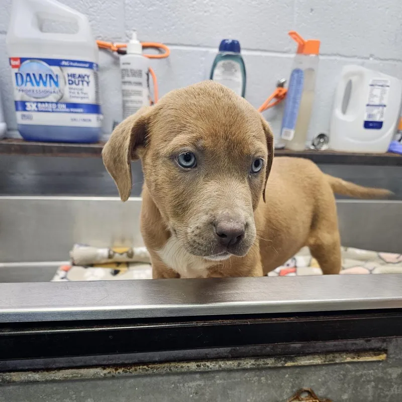 Thatcher thumbnail 3