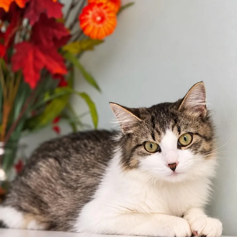 A young medium-sized female Domestic Long Hair cat named Berry for adoption in Syosset, NY