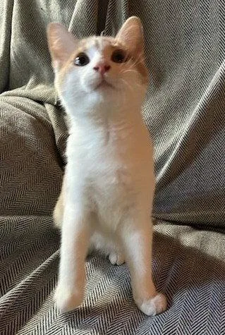 A baby small-sized male Orange & White Domestic Short Hair cat named Scout COURTESY LISTING for adoption in Cookeville, TN