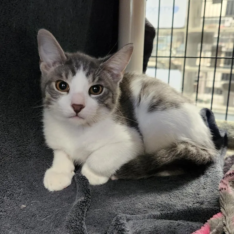 A baby small-sized male Domestic Medium Hair cat named Ringdingding for adoption in Grand Rapids, MI