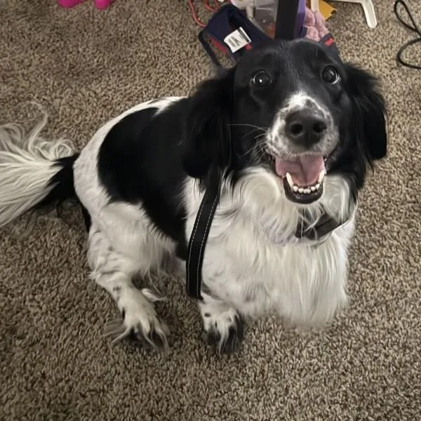 An adult medium-sized female English Springer Spaniel dog named Marshmallow Bonded Buddy for adoption in Des Moines, IA