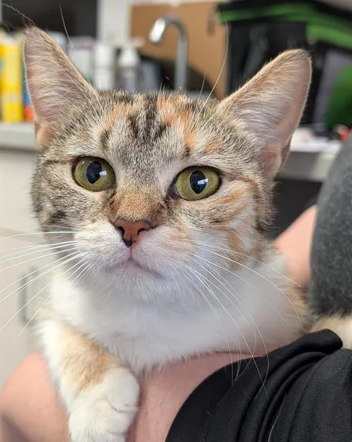 A young medium-sized female Domestic Short Hair cat named Sunflower for adoption in Canfield, OH
