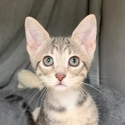 A baby small-sized female Gray / Blue / Silver Domestic Short Hair cat named Frankie for adoption in Colorado Springs, CO