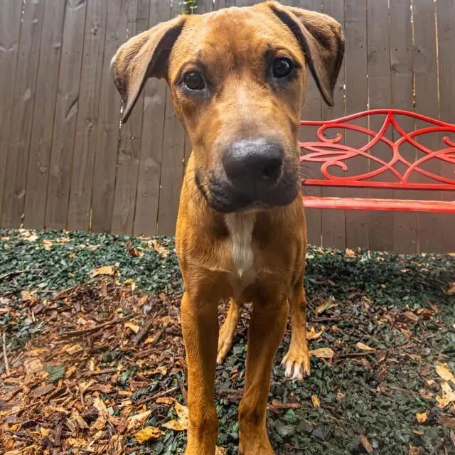 A baby medium-sized male Yellow / Tan / Blond / Fawn Mixed Breed dog named Airwolf for adoption in Decatur, GA